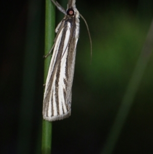 Ubida ramostriellus at Brunswick Heads, NSW - 12 Oct 2023 07:13 PM