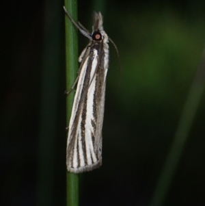 Ubida ramostriellus at Brunswick Heads, NSW - 12 Oct 2023 07:13 PM