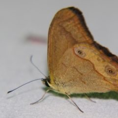 Unidentified Nymph (Nymphalidae) at Sheldon, QLD - 22 Sep 2007 by PJH123