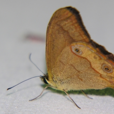 Hypocysta metirius (Brown Ringlet) at Sheldon, QLD - 22 Sep 2007 by PJH123