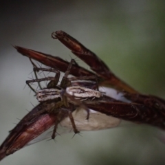 Oxyopes (genus) (Lynx spider) at Brunswick Heads, NSW - 12 Oct 2023 by coddiwompler