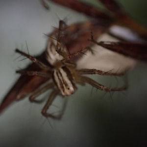 Oxyopes (genus) at Brunswick Heads, NSW - 12 Oct 2023 07:14 PM