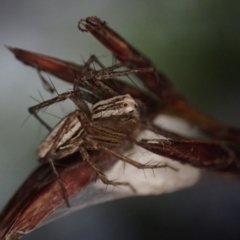 Oxyopes (genus) at Brunswick Heads, NSW - 12 Oct 2023 07:14 PM