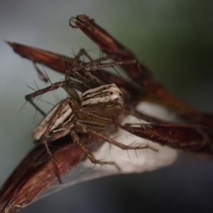 Oxyopes (genus) at Brunswick Heads, NSW - 12 Oct 2023 07:14 PM