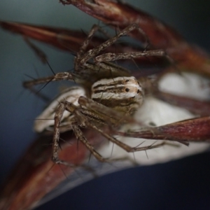 Oxyopes (genus) at Brunswick Heads, NSW - 12 Oct 2023 07:14 PM