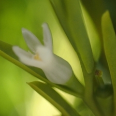 Olax stricta at Brunswick Heads, NSW - 12 Oct 2023