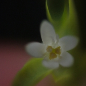 Olax stricta at Brunswick Heads, NSW - 12 Oct 2023