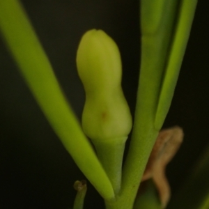 Olax stricta at Brunswick Heads, NSW - 12 Oct 2023