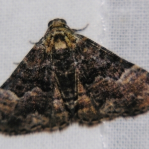 Aporoctena scierodes at Sheldon, QLD - suppressed