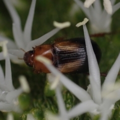 Unidentified Scarab beetle (Scarabaeidae) at Brunswick Heads, NSW - 12 Oct 2023 by coddiwompler