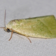 Earias subviridis (Nolidae (Chloephorinae)) at Sheldon, QLD - 22 Sep 2007 by PJH123