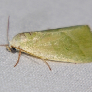 Earias subviridis at Sheldon, QLD - 22 Sep 2007