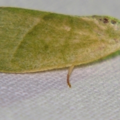 Earias subviridis at Sheldon, QLD - 22 Sep 2007