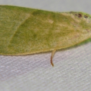 Earias subviridis at Sheldon, QLD - 22 Sep 2007