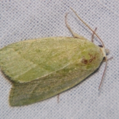 Earias subviridis at Sheldon, QLD - suppressed