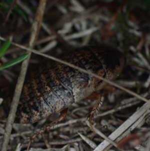 Calolampra sp. (genus) at Brunswick Heads, NSW - 12 Oct 2023