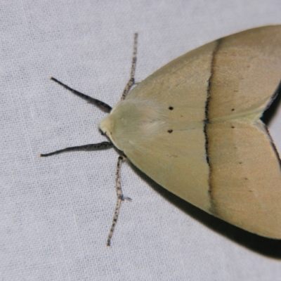 Gastrophora henricaria (Fallen-bark Looper, Beautiful Leaf Moth) at Sheldon, QLD - 22 Sep 2007 by PJH123