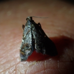 Unidentified Moth (Lepidoptera) at Wallum - 12 Oct 2023 by coddiwompler