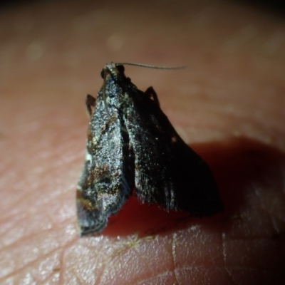 Scenedra decoratalis at Brunswick Heads, NSW - 12 Oct 2023 by coddiwompler