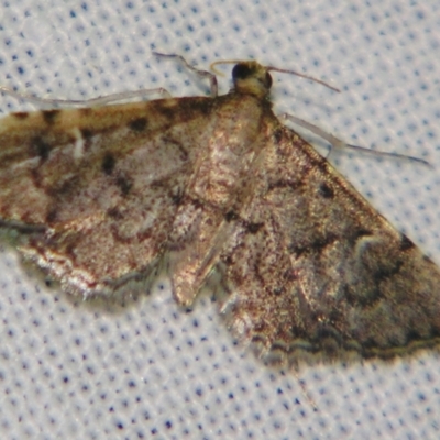 Metasia capnochroa (Smokey Metasia Moth) at Sheldon, QLD - 22 Sep 2007 by PJH123