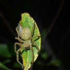 Neosparassus sp. (genus) (Badge huntsman) at Wallum - 12 Oct 2023 by coddiwompler