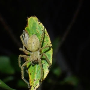 Neosparassus sp. (genus) at Wallum - 12 Oct 2023 07:40 PM