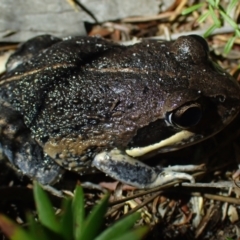 Limnodynastes dumerilii (Eastern Banjo Frog) at Wallum - 12 Oct 2023 by coddiwompler