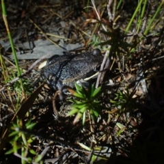 Limnodynastes dumerilii at Wallum - 12 Oct 2023 08:06 PM