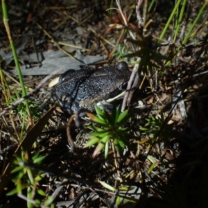 Limnodynastes dumerilii at Wallum - 12 Oct 2023