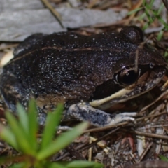 Limnodynastes dumerilii at Wallum - 12 Oct 2023