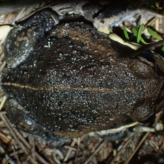 Limnodynastes dumerilii at Wallum - 12 Oct 2023 08:06 PM