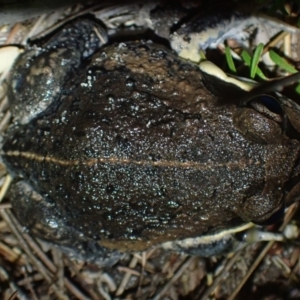 Limnodynastes dumerilii at Wallum - 12 Oct 2023