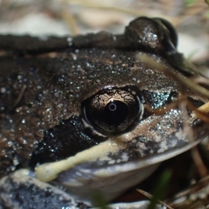 Limnodynastes dumerilii at Wallum - 12 Oct 2023