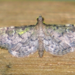 Metasia capnochroa (Smokey Metasia Moth) at Sheldon, QLD - 22 Sep 2007 by PJH123