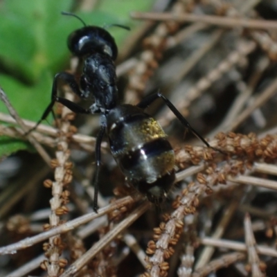 Camponotus aeneopilosus (A Golden-tailed sugar ant) at Brunswick Heads, NSW - 12 Oct 2023 by coddiwompler