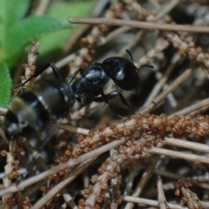 Camponotus aeneopilosus at Brunswick Heads, NSW - 12 Oct 2023 08:11 PM