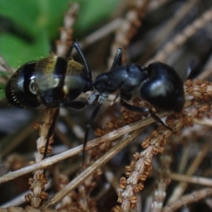 Camponotus aeneopilosus at Brunswick Heads, NSW - 12 Oct 2023 08:11 PM