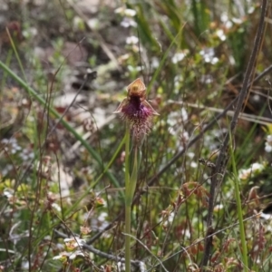 Calochilus platychilus at Canberra Central, ACT - 17 Oct 2023