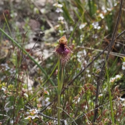 Calochilus platychilus (Purple Beard Orchid) at Black Mountain - 17 Oct 2023 by Rheardy
