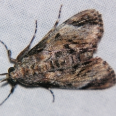 Salma pyrastis (A Pyralid moth (Epipaschiinae subfam.)) at Sheldon, QLD - 22 Sep 2007 by PJH123