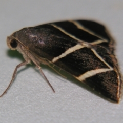 Grammodes (genus) (An Owlet moth (Erebidae)) at Sheldon, QLD - 22 Sep 2007 by PJH123