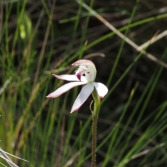 Caladenia moschata (Musky Caps) at Black Mountain - 17 Oct 2023 by Rheardy