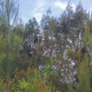 Calyptorhynchus lathami lathami at Brunswick Heads, NSW - suppressed