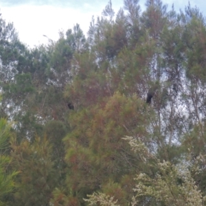 Calyptorhynchus lathami lathami at Brunswick Heads, NSW - suppressed