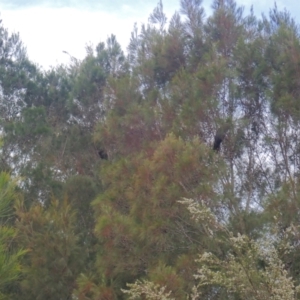 Calyptorhynchus lathami lathami at Brunswick Heads, NSW - 28 Sep 2023