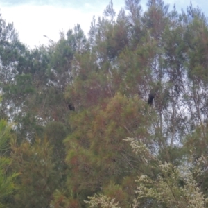Calyptorhynchus lathami lathami at Brunswick Heads, NSW - suppressed