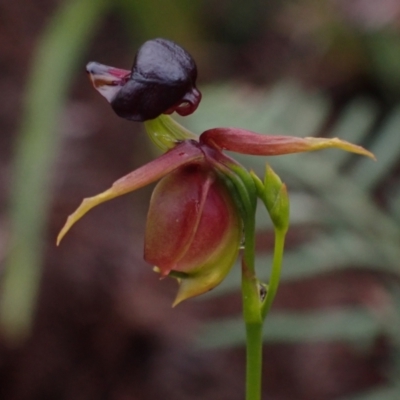 Caleana major (Large Duck Orchid) at Brunswick Heads, NSW - 28 Sep 2023 by coddiwompler