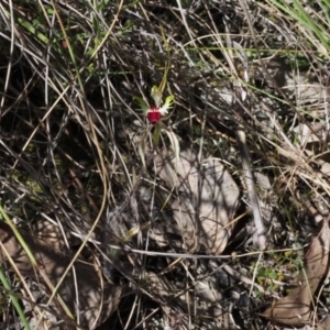 Caladenia atrovespa at Belconnen, ACT - suppressed