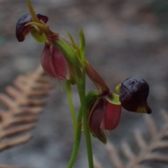 Caleana major (Large Duck Orchid) at Wallum - 28 Sep 2023 by coddiwompler