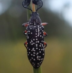 Rhipicera (Agathorhipis) femorata (Feather-horned beetle) at Wallum - 28 Sep 2023 by coddiwompler